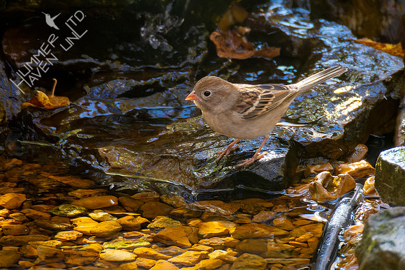 10-28-22 FOY #114 Field Sparrow
