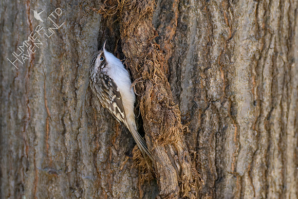 10-28-22 Brown Creeper