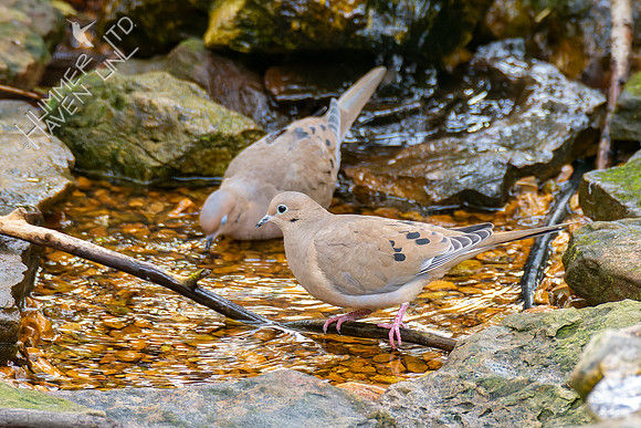 10-29-22 Mourning Doves