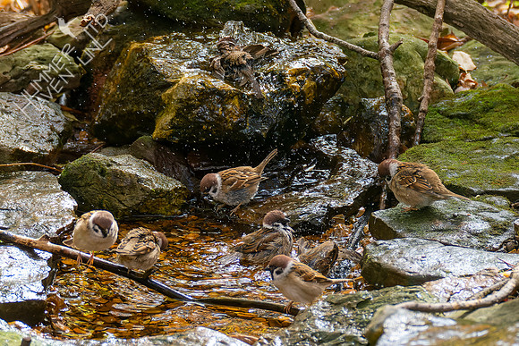 10-29-22 Eight Eurasian Tree Sparrows