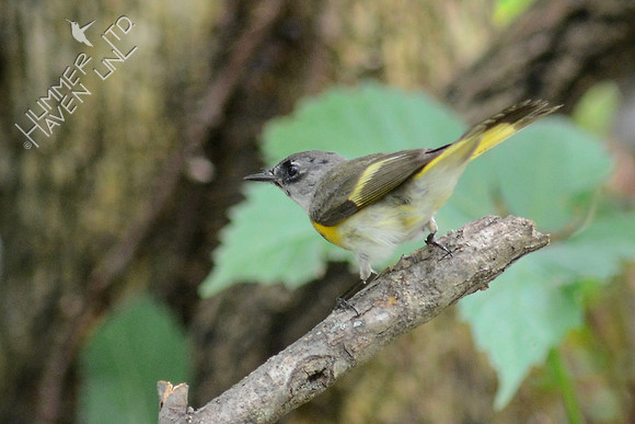 American Redstart
