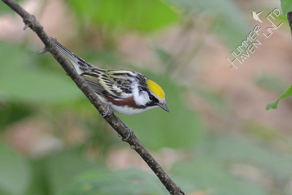 Chestnut-sided Warbler