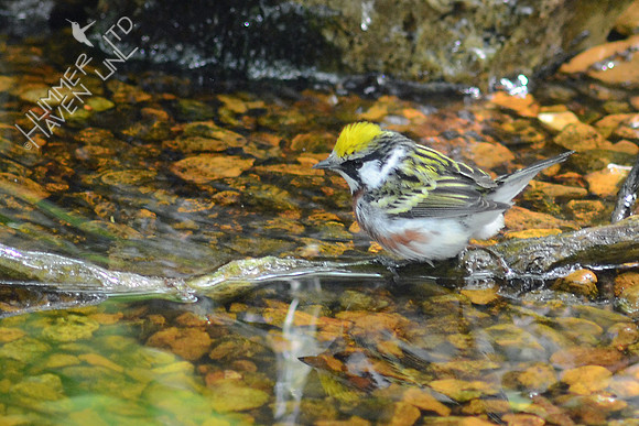 Chestnut-sided Warbler