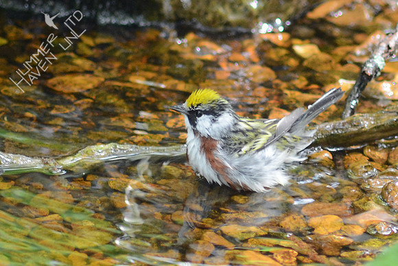Chestnut-sided Warbler