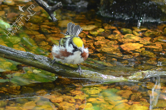 Chestnut-sided Warbler