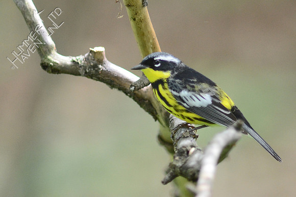 Magnolia Warbler