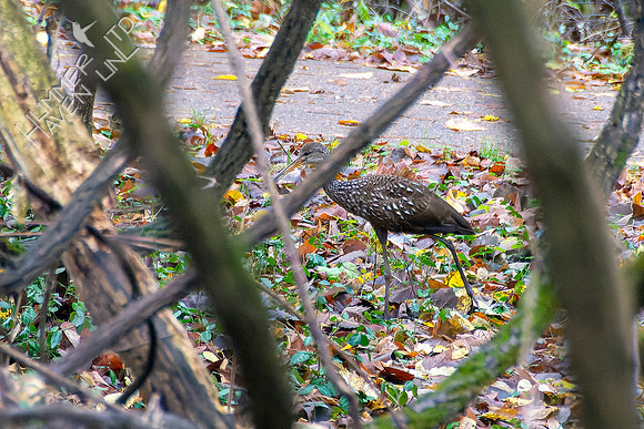 10-31-22 Limpkin