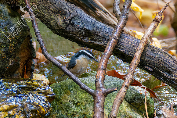 10-24-22 Red-breasted Nuthatch