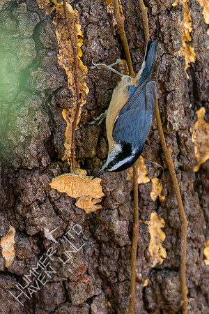 10-21-22 Red-breasted Nuthatch