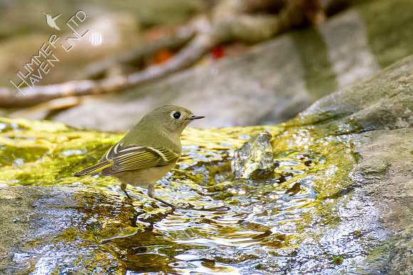 10-19-22 Ruby-crowned Kinglet