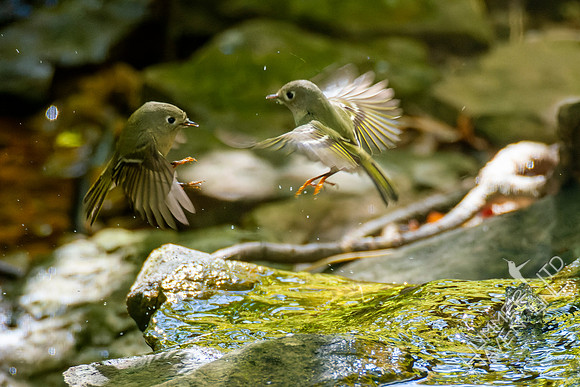 10-19-22 Ruby-crowned Kinglets