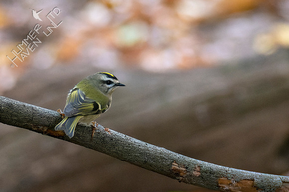 10-24-22 Golden-crowned Kinglet