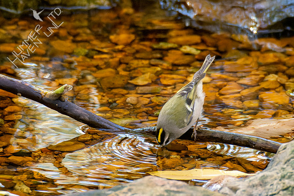 10-28-22 Golden-crowned Kinglet