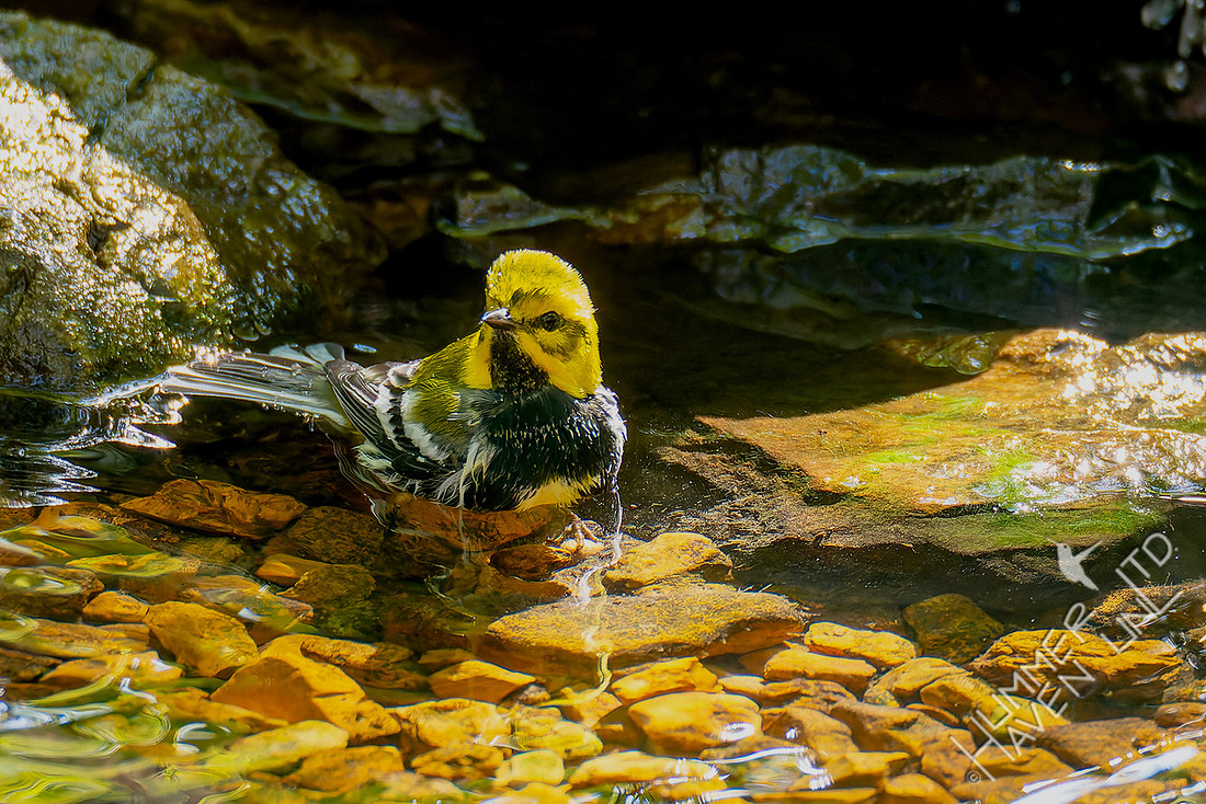 10-16-25 Black-throated Green Warbler