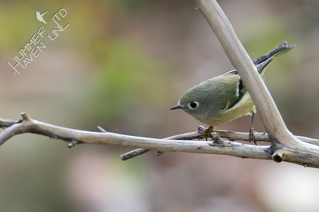 10-17-25 Ruby-crowned Kinglet