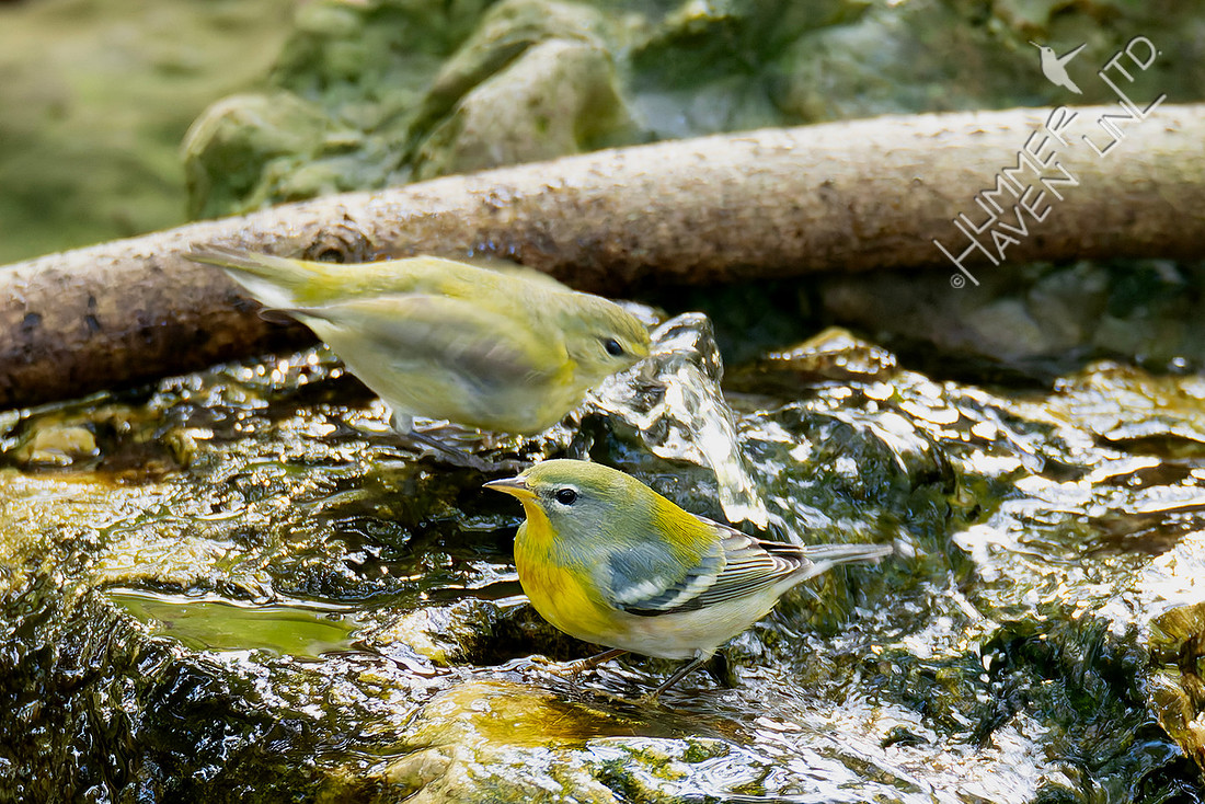 10-17-25 Tennessee Warbler and Northern Parula