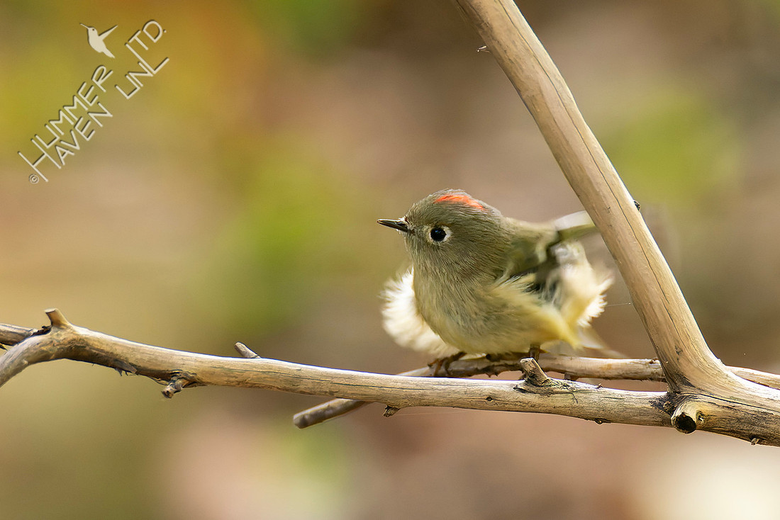 10-17-25 Ruby-crowned Kinglet