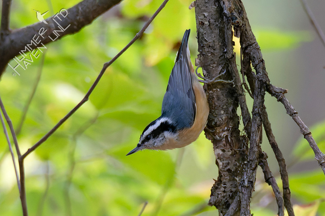 10-17-25 Red-breasted Nuthatch
