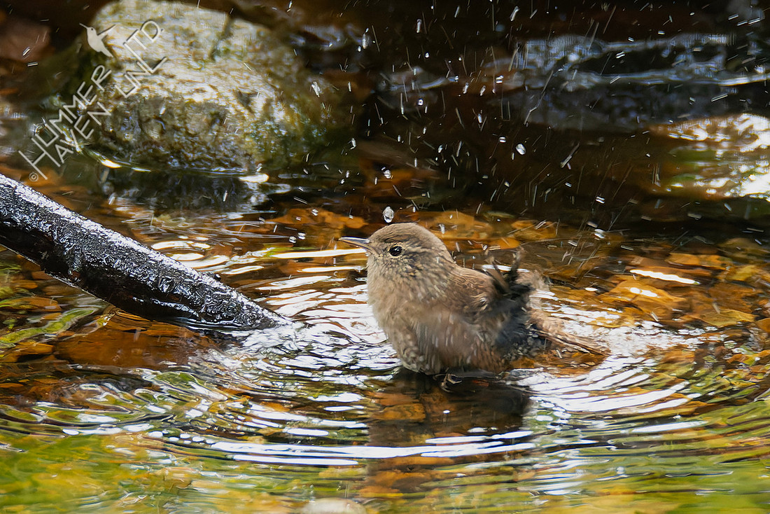 10-17-25 Winter Wren