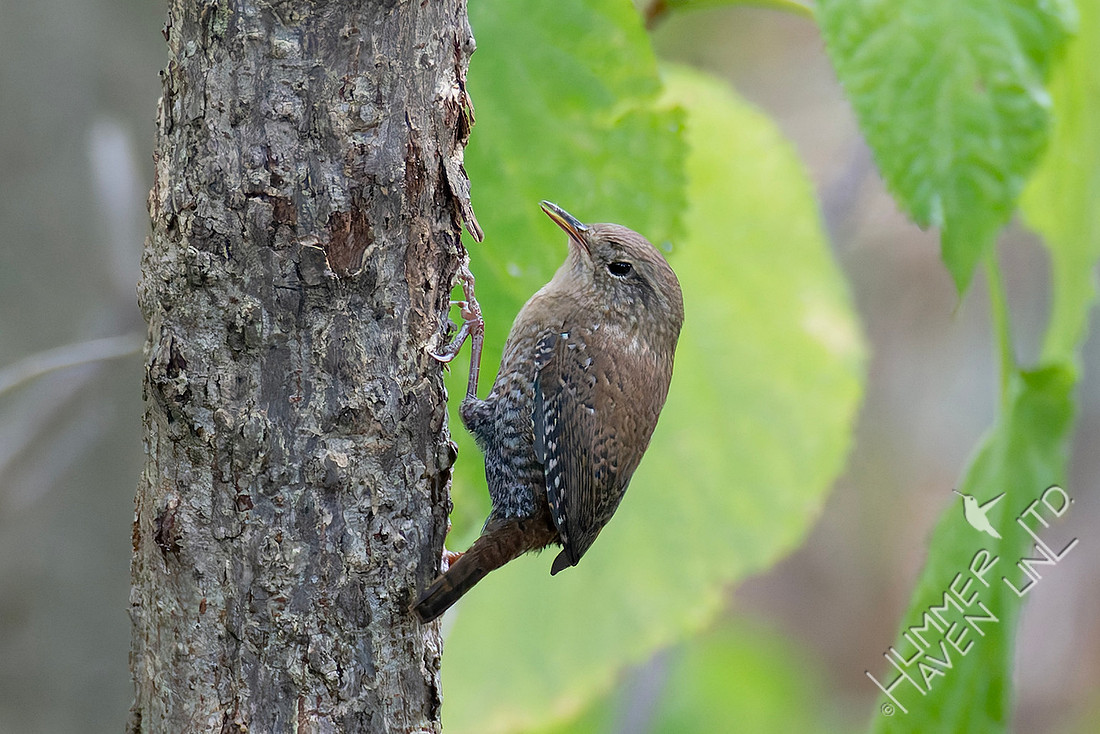 10-17-25 Winter Wren