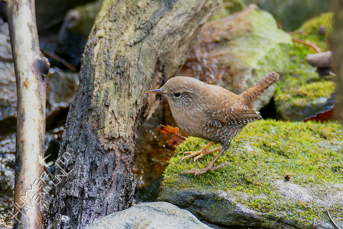 10-17-25 Winter Wren