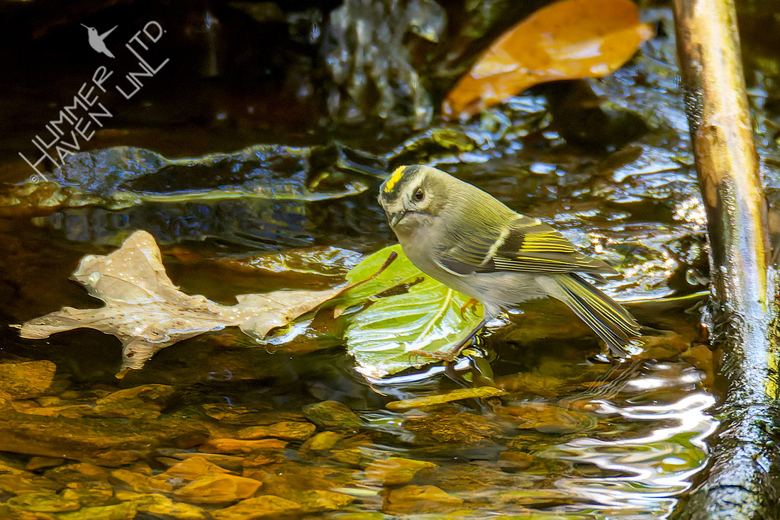 10-21-25 Golden-crowned Kinglet