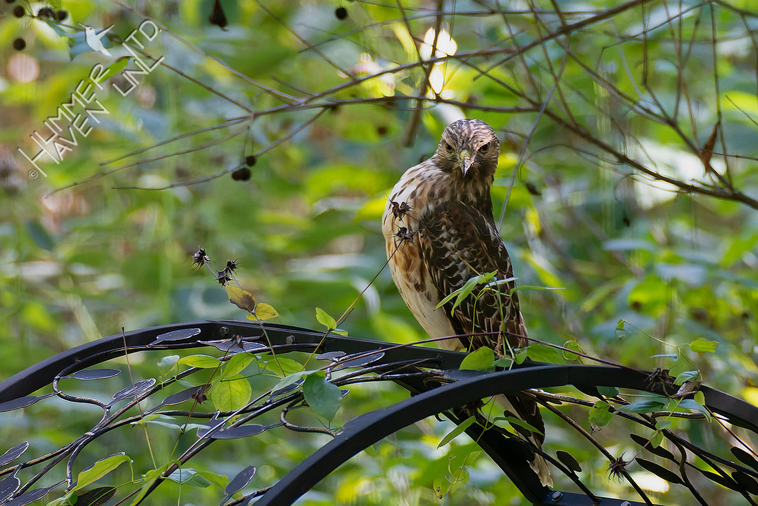 10-20-25 Red-shouldered Hawk immature