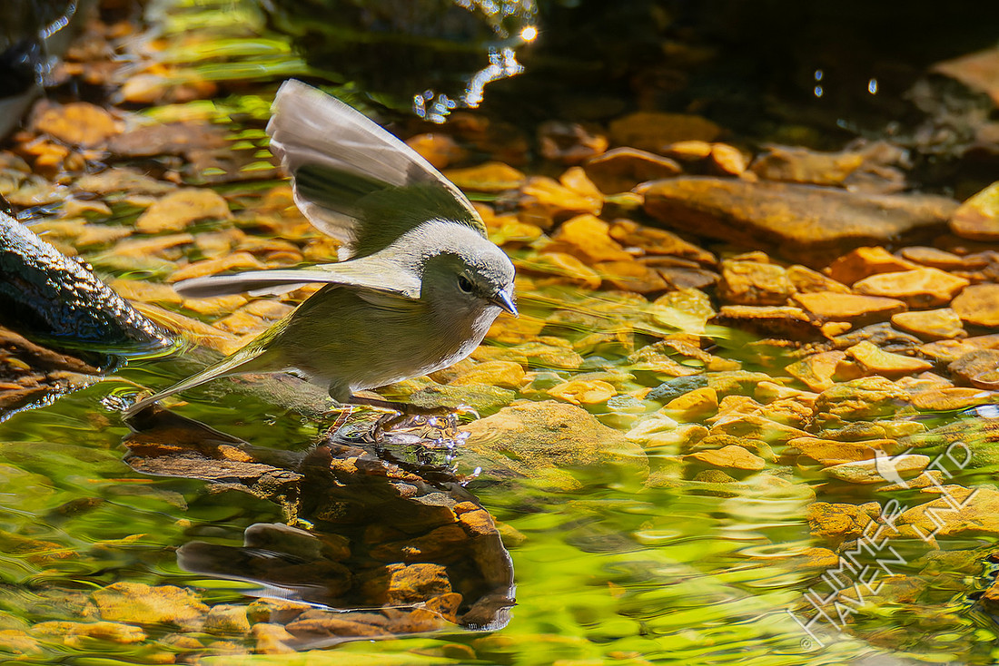 10-23-25 Orange-crowned Warbler