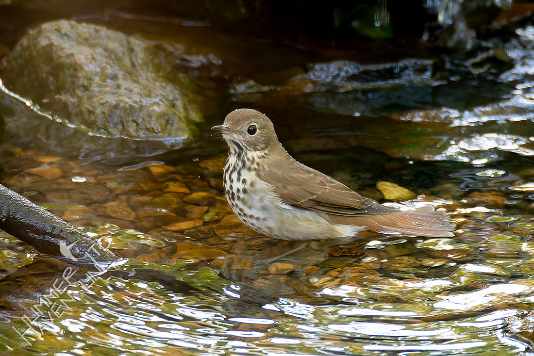10-24-25 Hermit Thrush