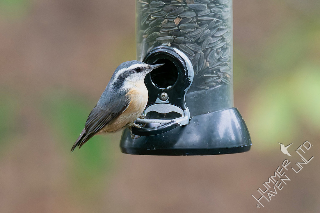 10-28-25 Red-breasted Nuthatch female-2