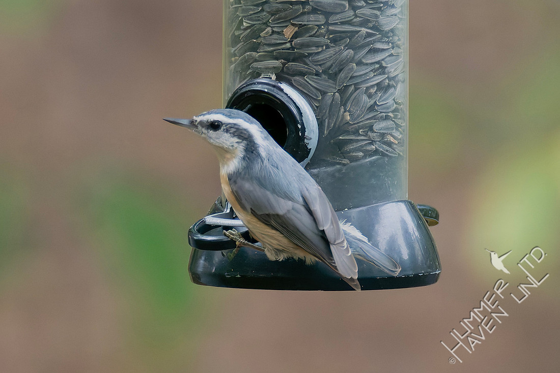 10-28-25 Red-breasted Nuthatch female-1