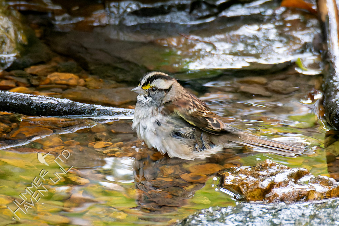 10-28-25 White-throated Sparrow