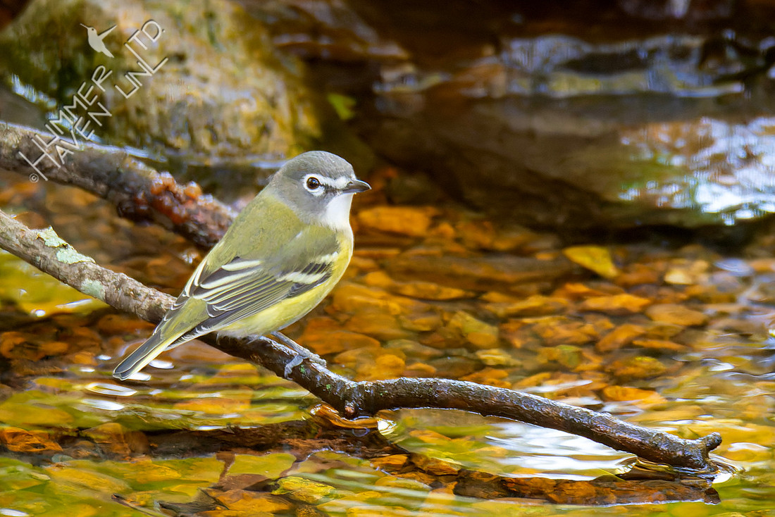 10-30-25 Blue-headed Vireo