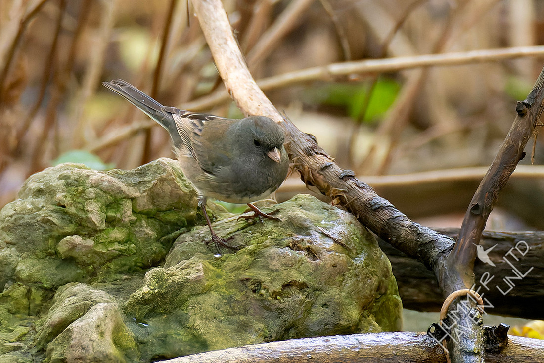 10-30-25 Dark-eyed Junco (Oregon)