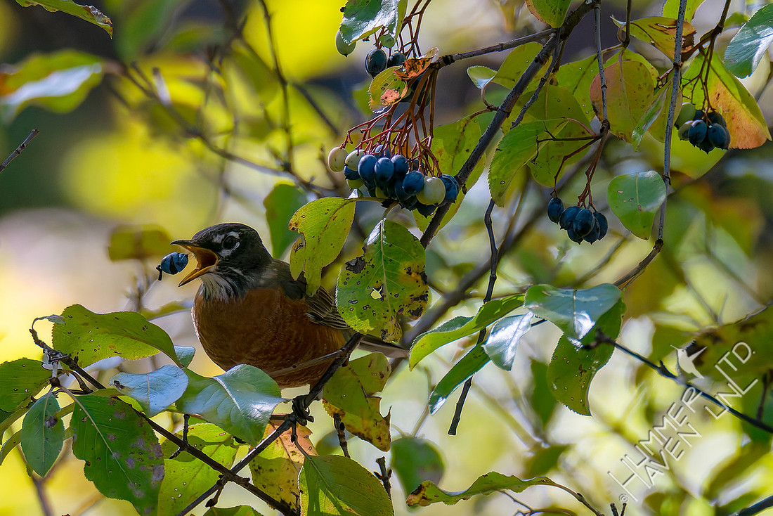 10-30-25 American Robin eating Blackhaw Viburnum fruit