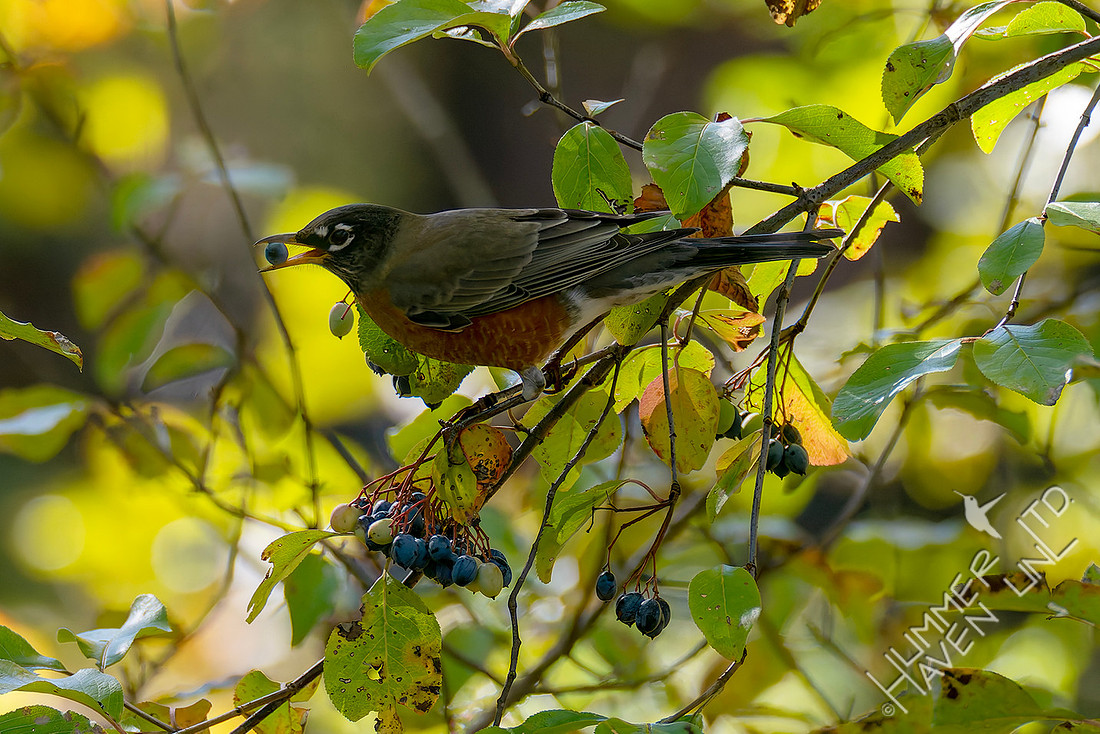 10-30-25 American Robin eating Blackhaw Viburnum fruit