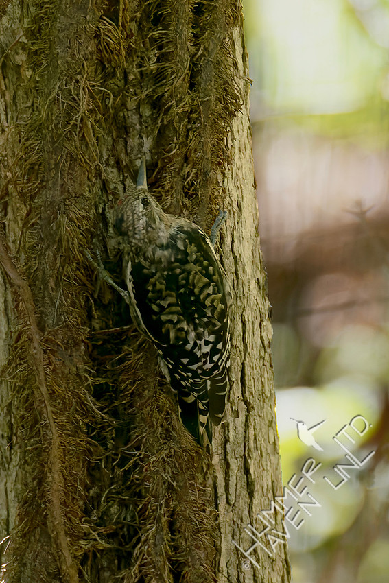 10-30-25 Yellow-bellied Sapsucker immature