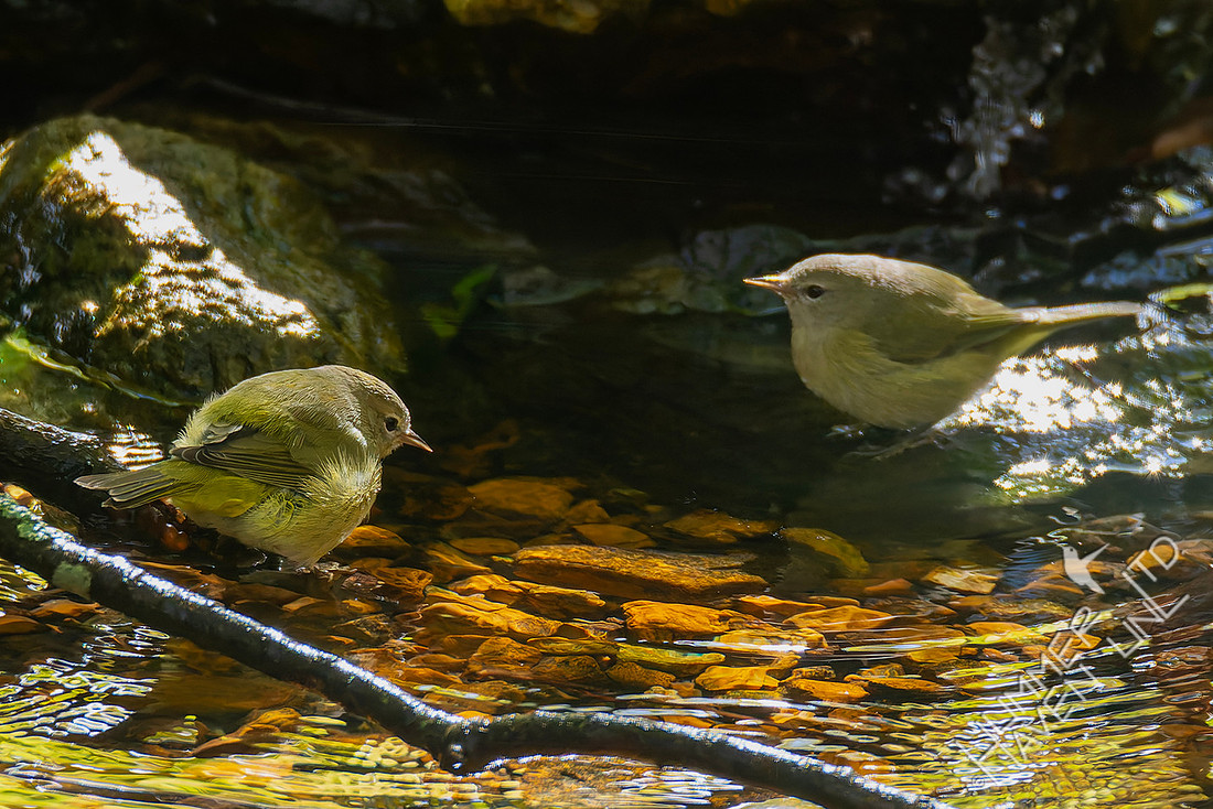 10-30-25 Orange-crowned Warblers