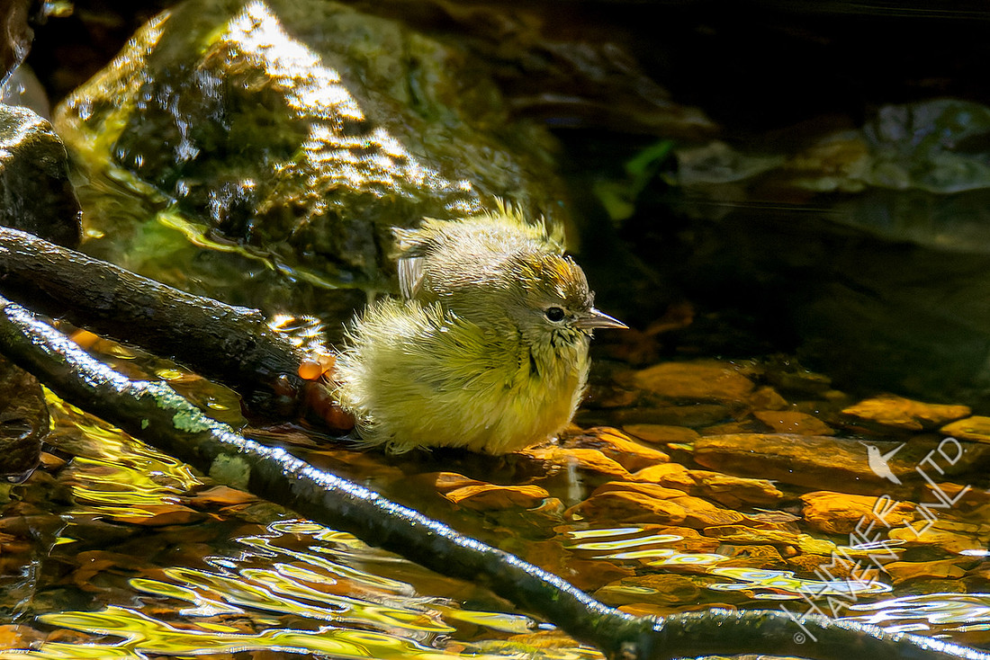 10-30-25 Orange-crowned Warbler