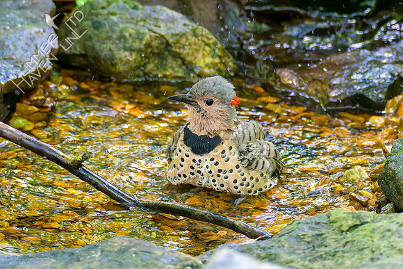 8-24-22 Northern Flicker immature male #2