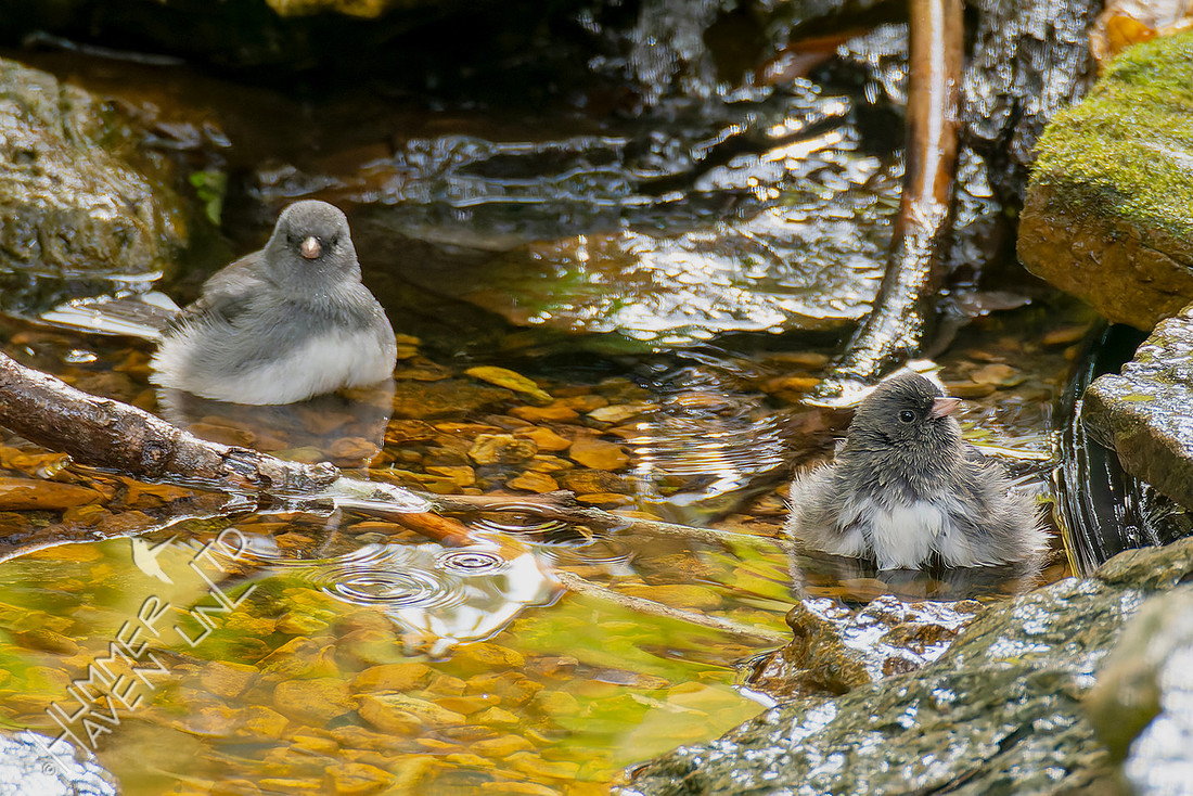 11-1-25 Dark-eyed Juncos