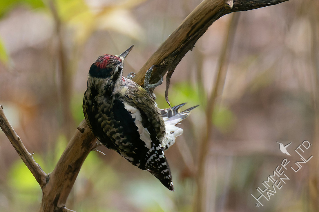 11-1-25 Yellow-bellied Sapsucker immature