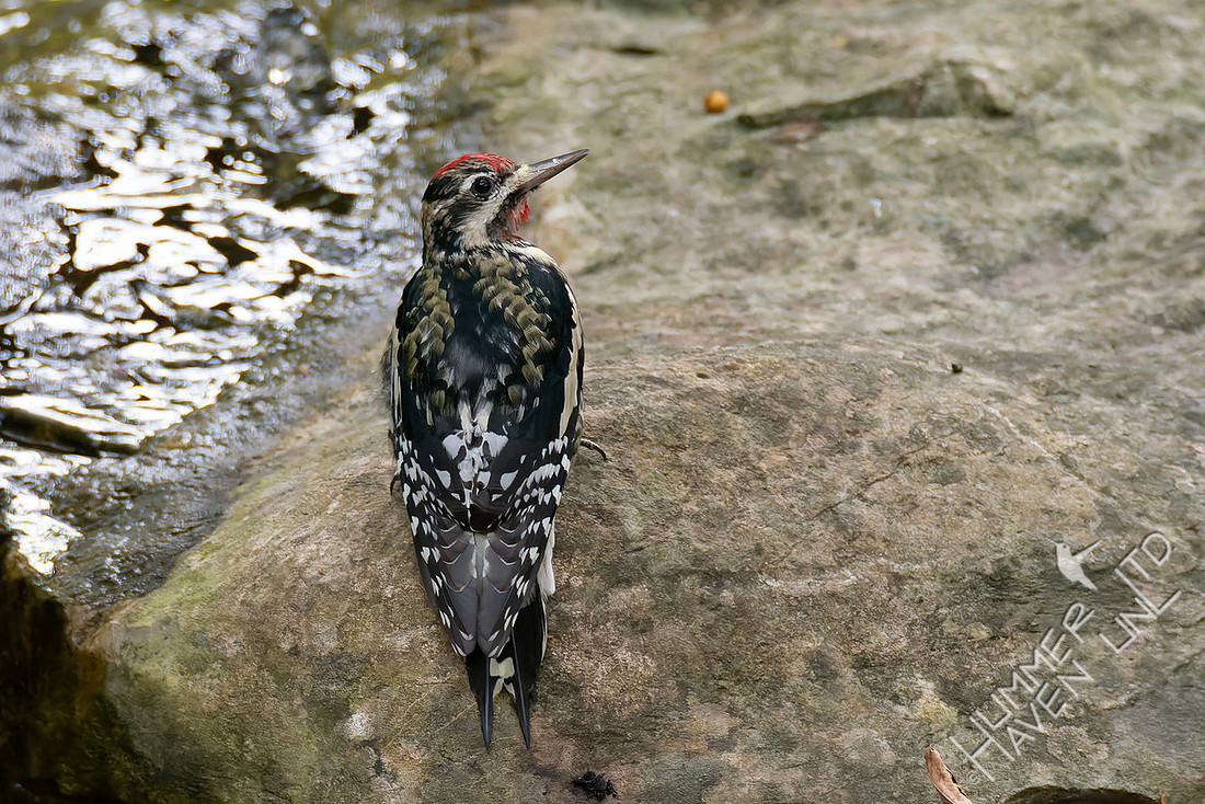 11-1-25 Yellow-bellied Sapsucker immature