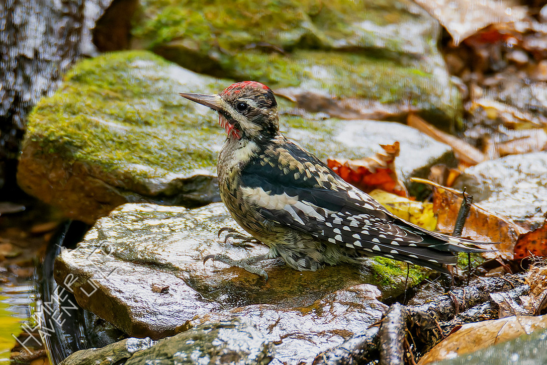 11-1-25 Yellow-bellied Sapsucker immature