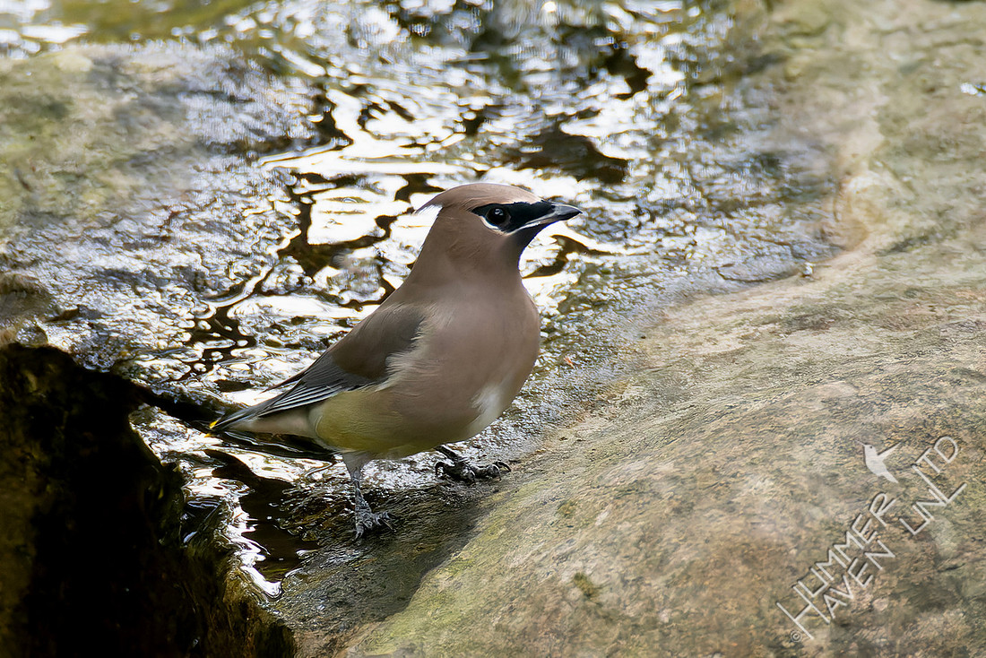 11-1-25 Cedar Waxwing