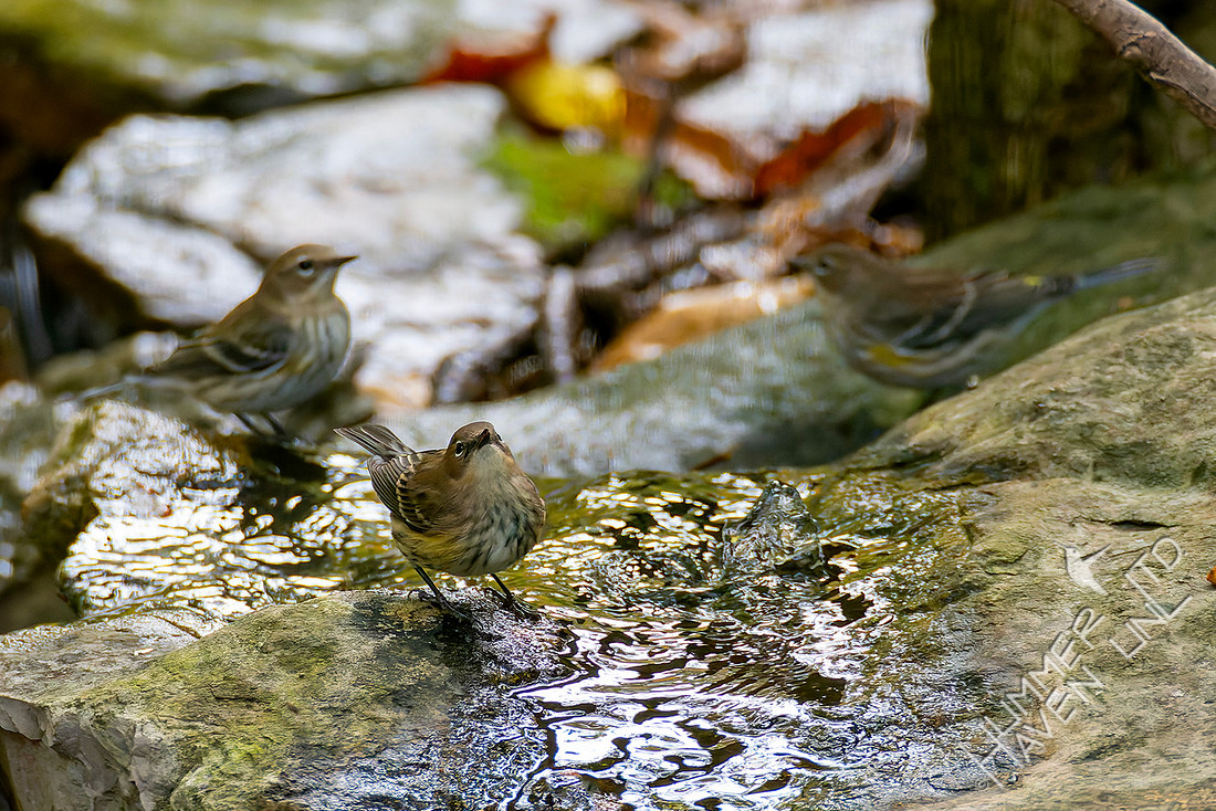 11-1-25 Yellow-rumped Warblers