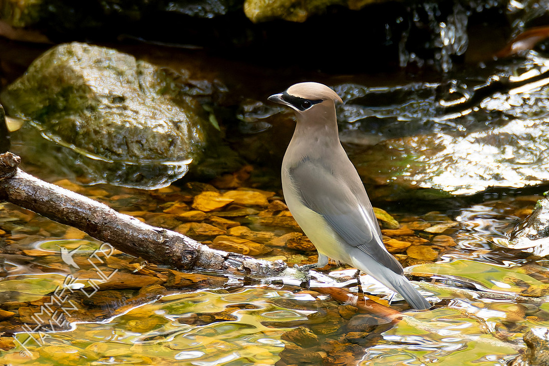 11-1-25 Cedar Waxwing