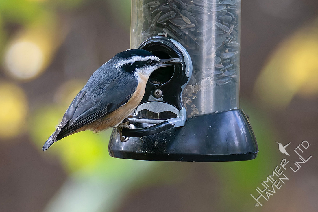11-2-25 Red-breasted Nuthatch