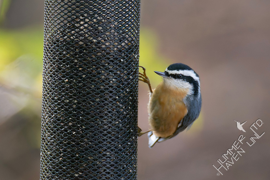 11-2-25 Red-breasted Nuthatch