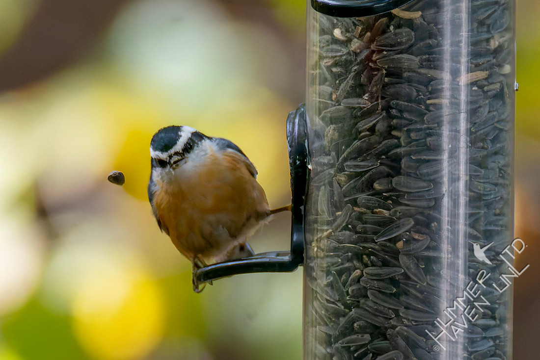 11-2-25 Red-breasted Nuthatch